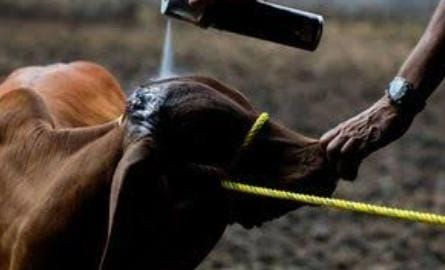 #Tamaulipas reducirá recursos contra gusano barrenador en 2027