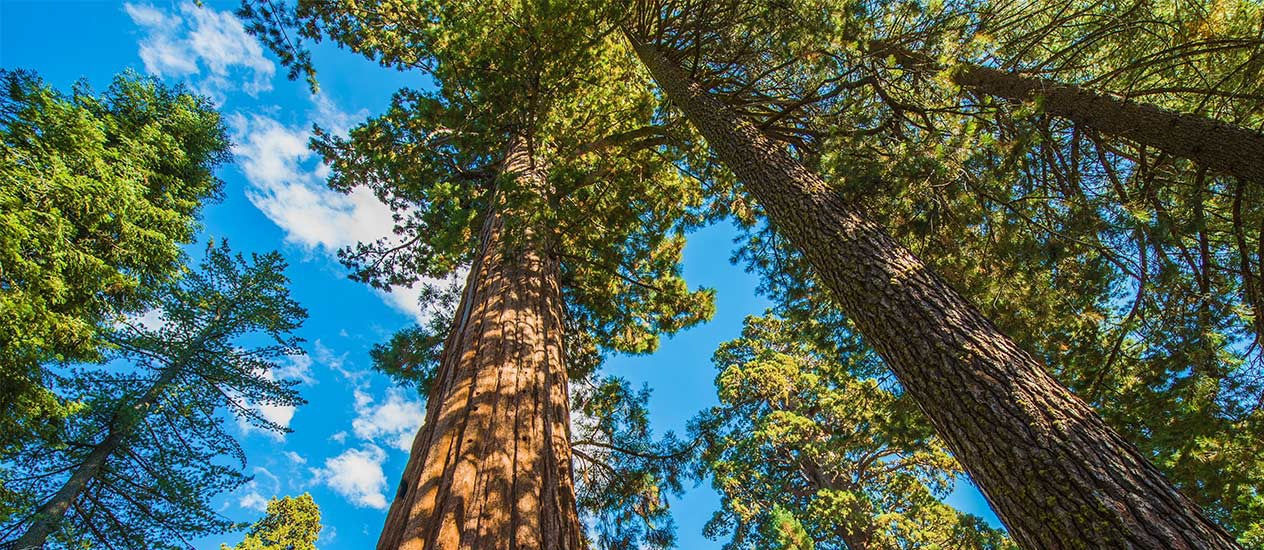 Forestry Optional Strategy