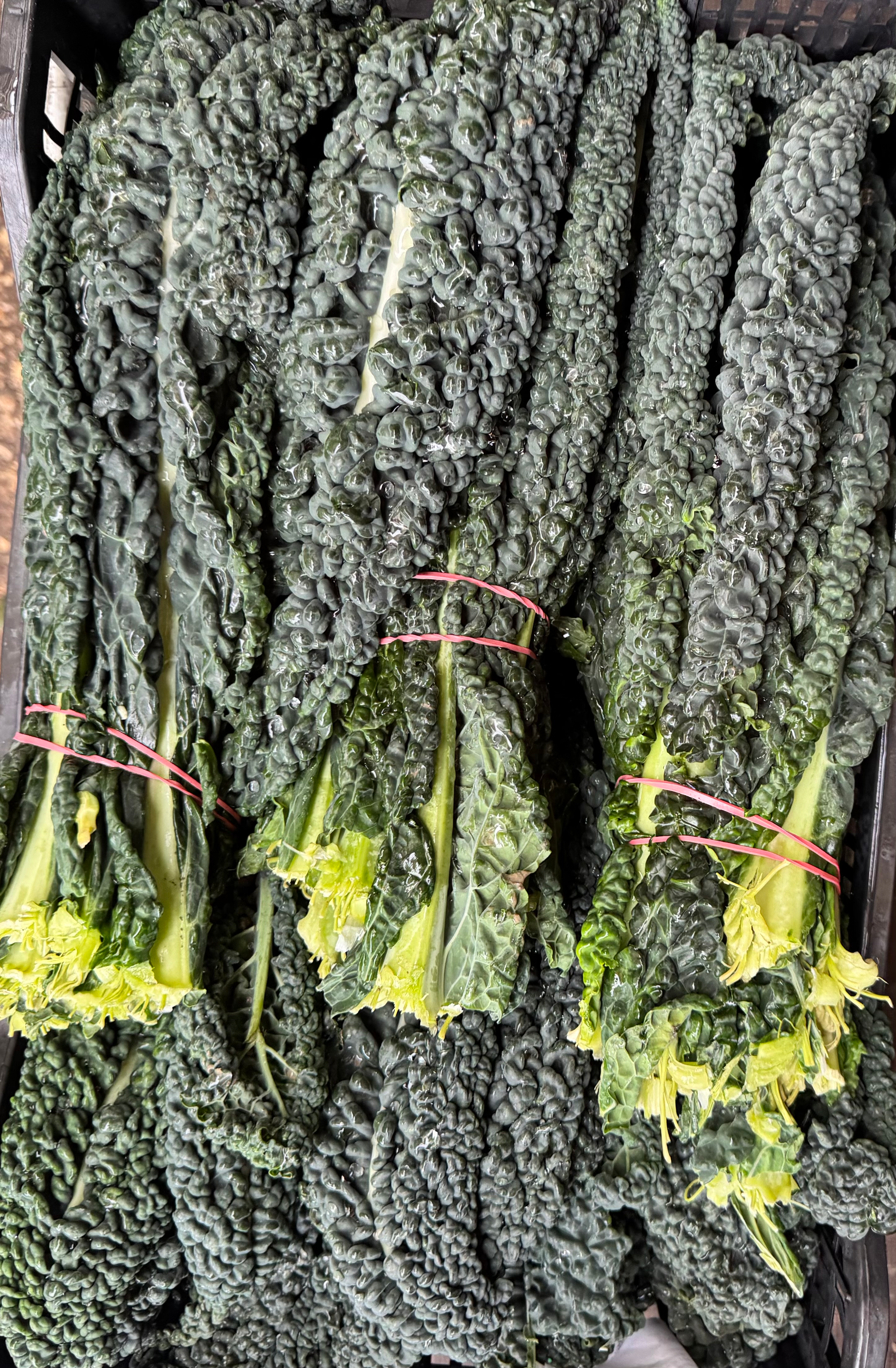 Schwarzkohl Cavolo Nero