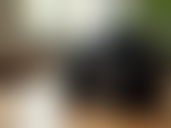 A Beginner's Guide to Choosing Between Canon and Nikon Used Cameras