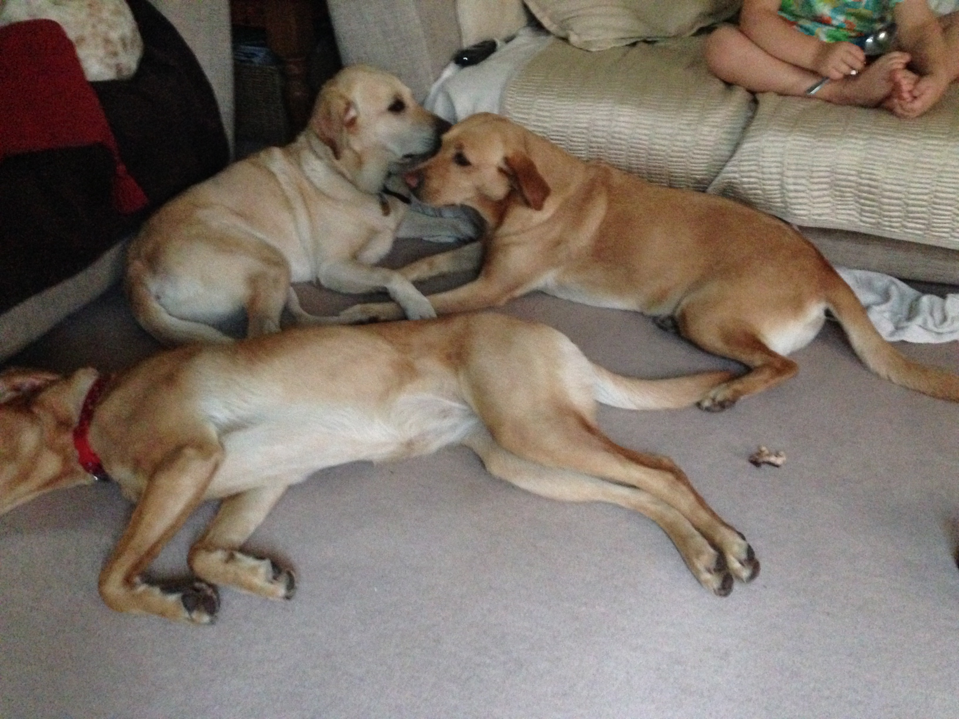 Home Dog Boarding Dog Daycare No Kennels Exeter, Devon