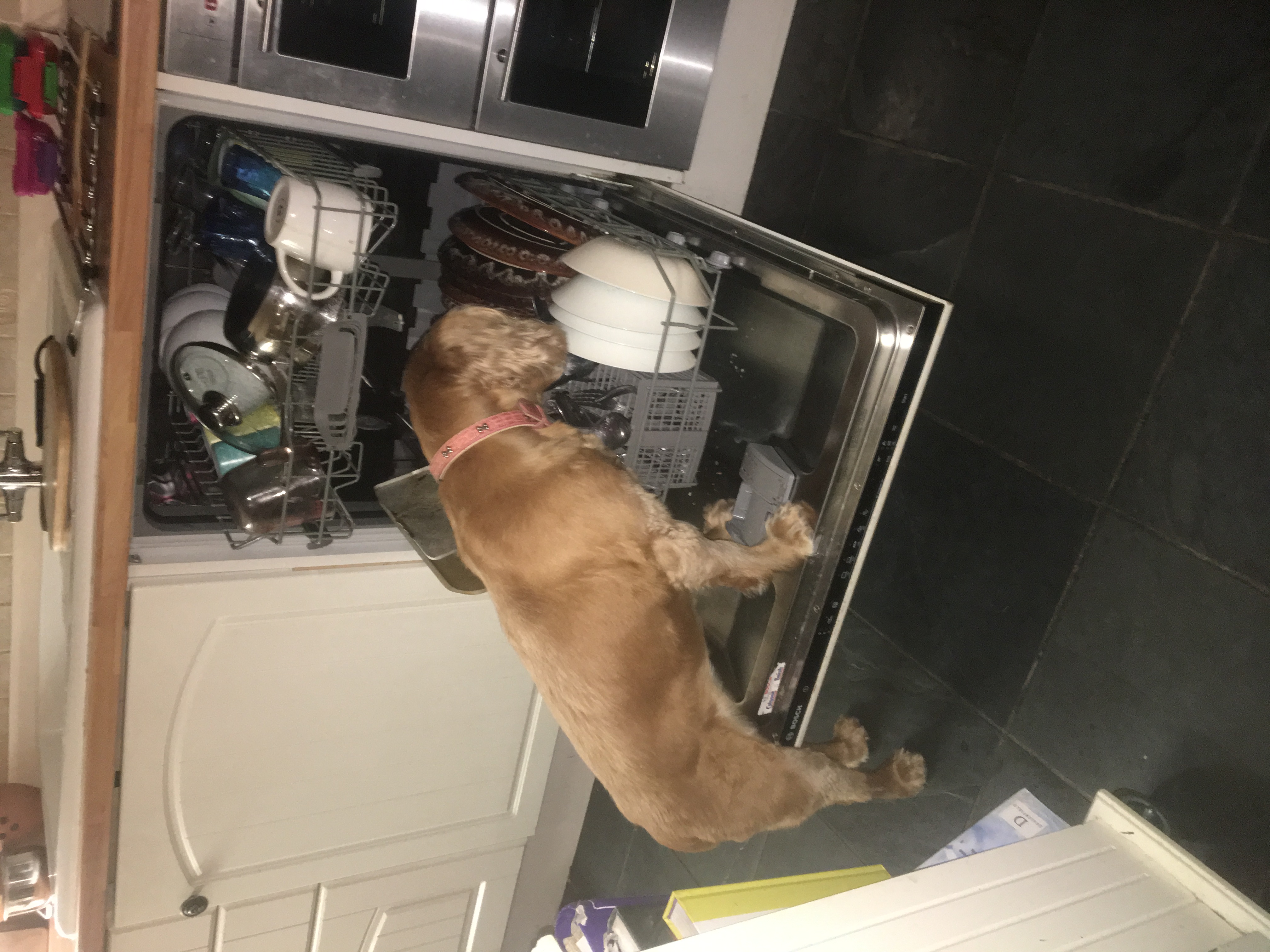 Home Dog Boarding Dog Daycare No Kennels Exeter, Devon