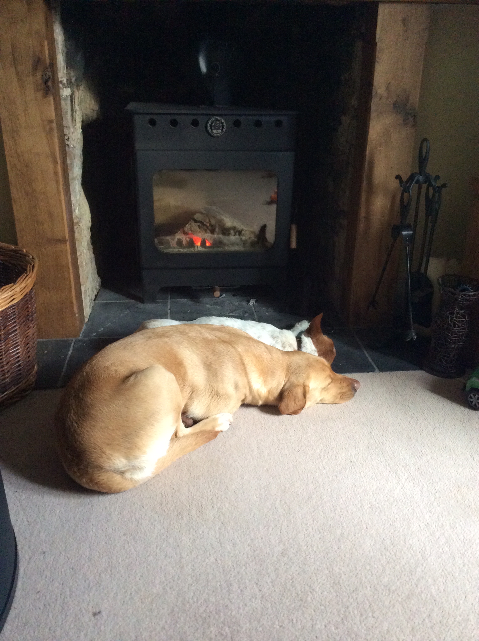 Home Dog Boarding Dog Daycare No Kennels Exeter, Devon