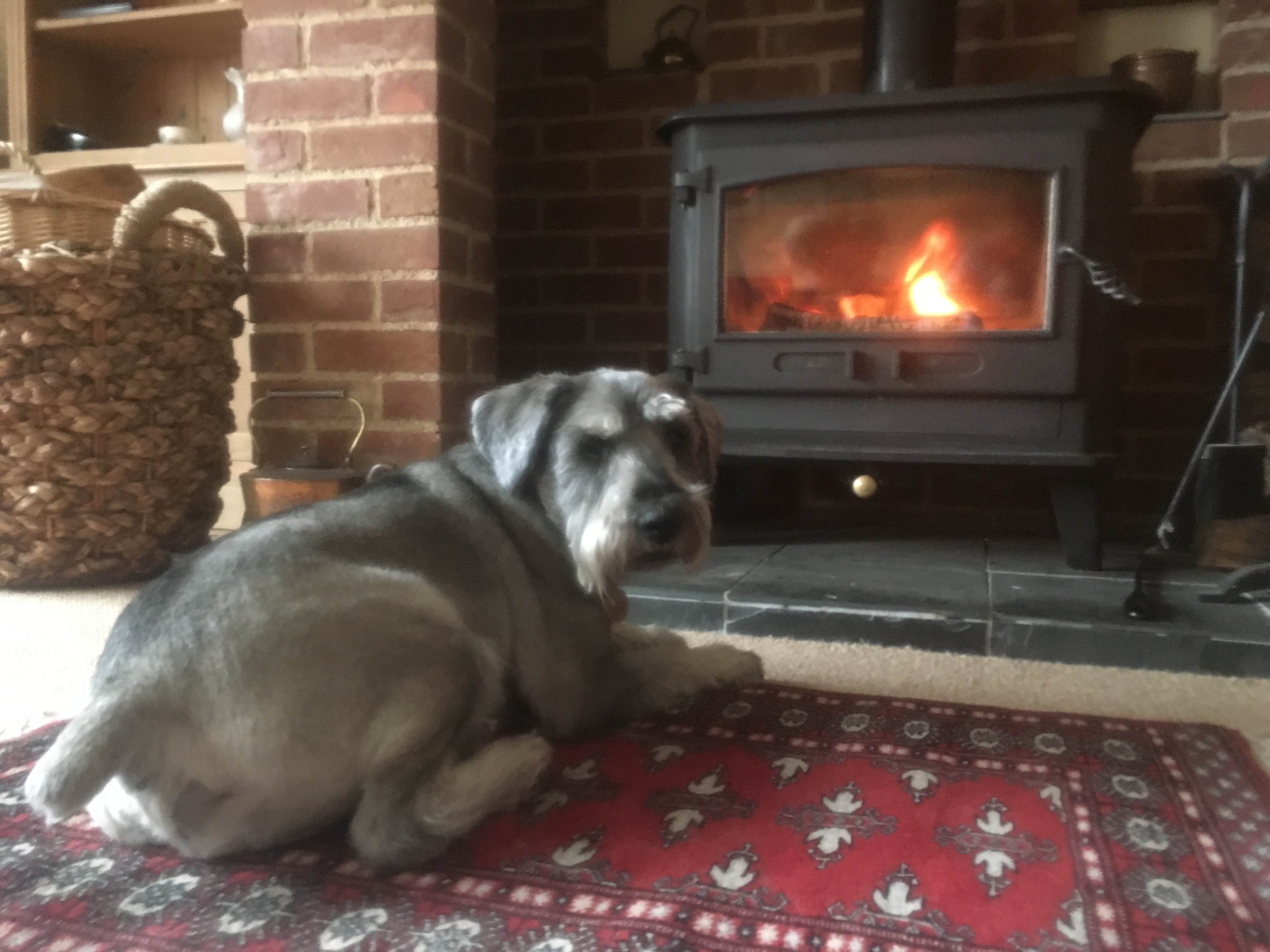 Home Dog Boarding Dog Daycare No Kennels Exeter, Devon