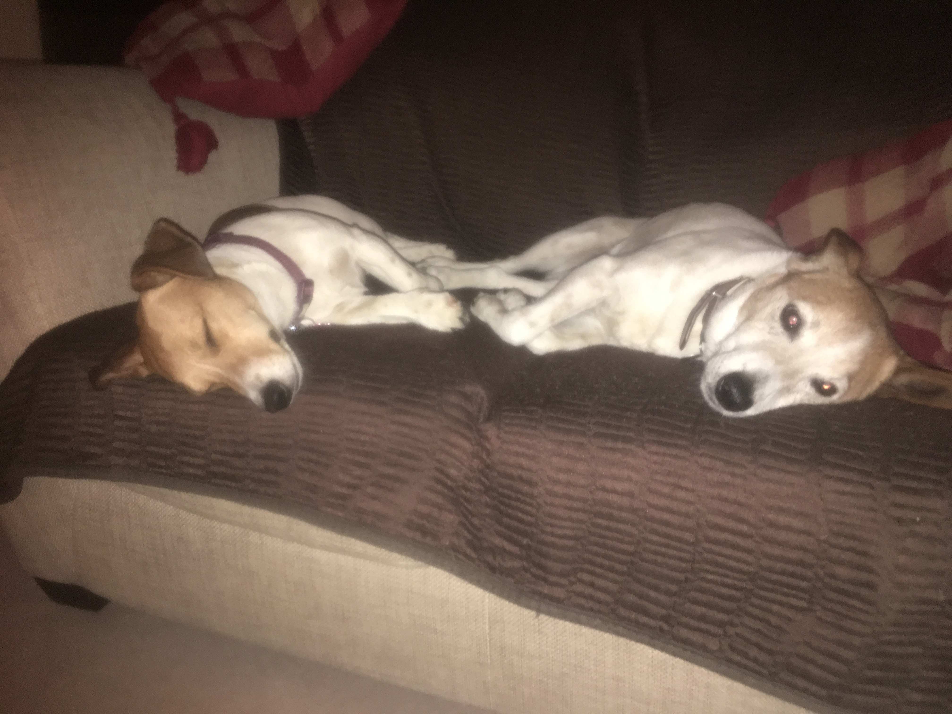 Home Dog Boarding Dog Daycare No Kennels Exeter, Devon