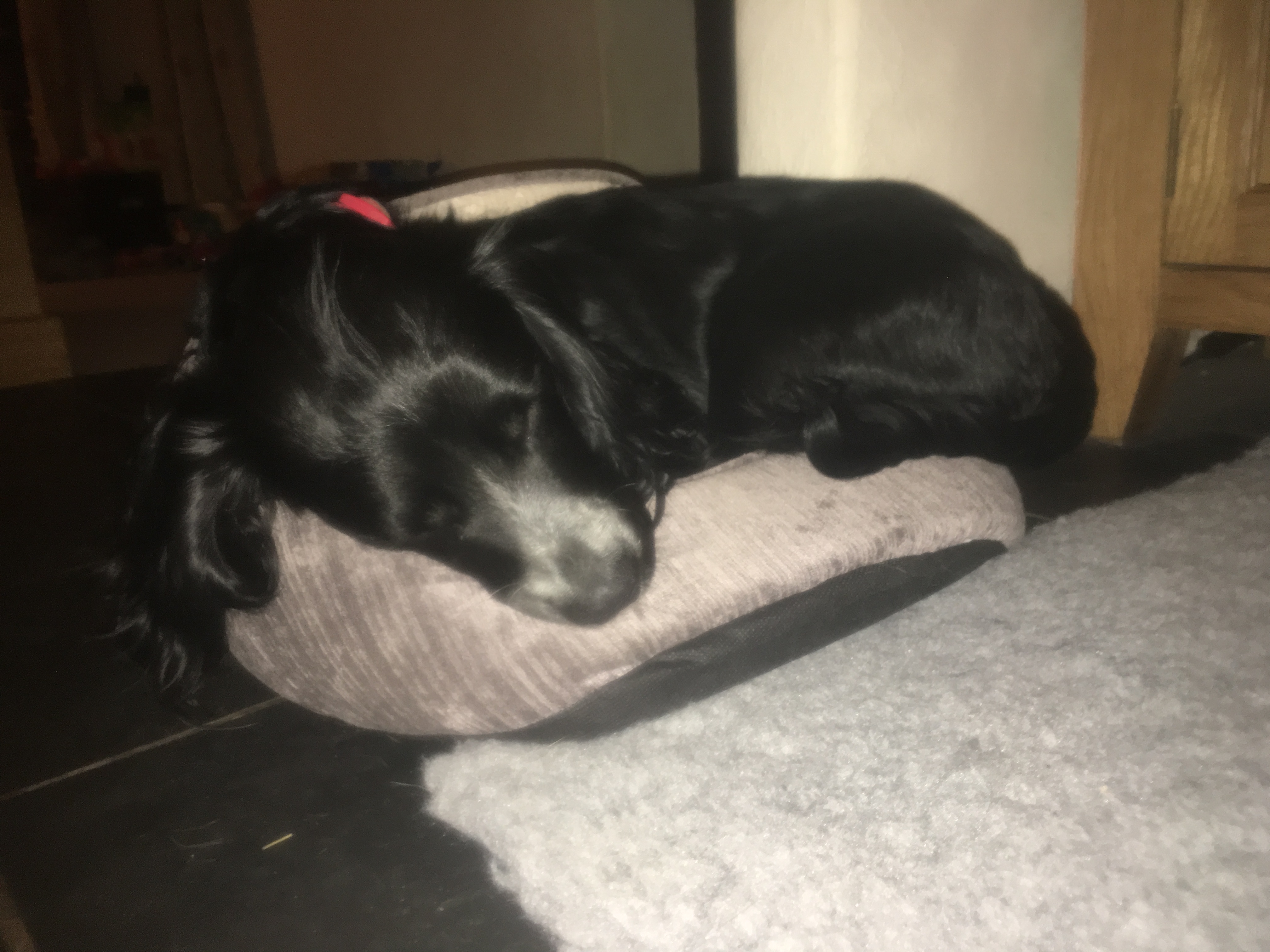 Home Dog Boarding Dog Daycare No Kennels Exeter, Devon