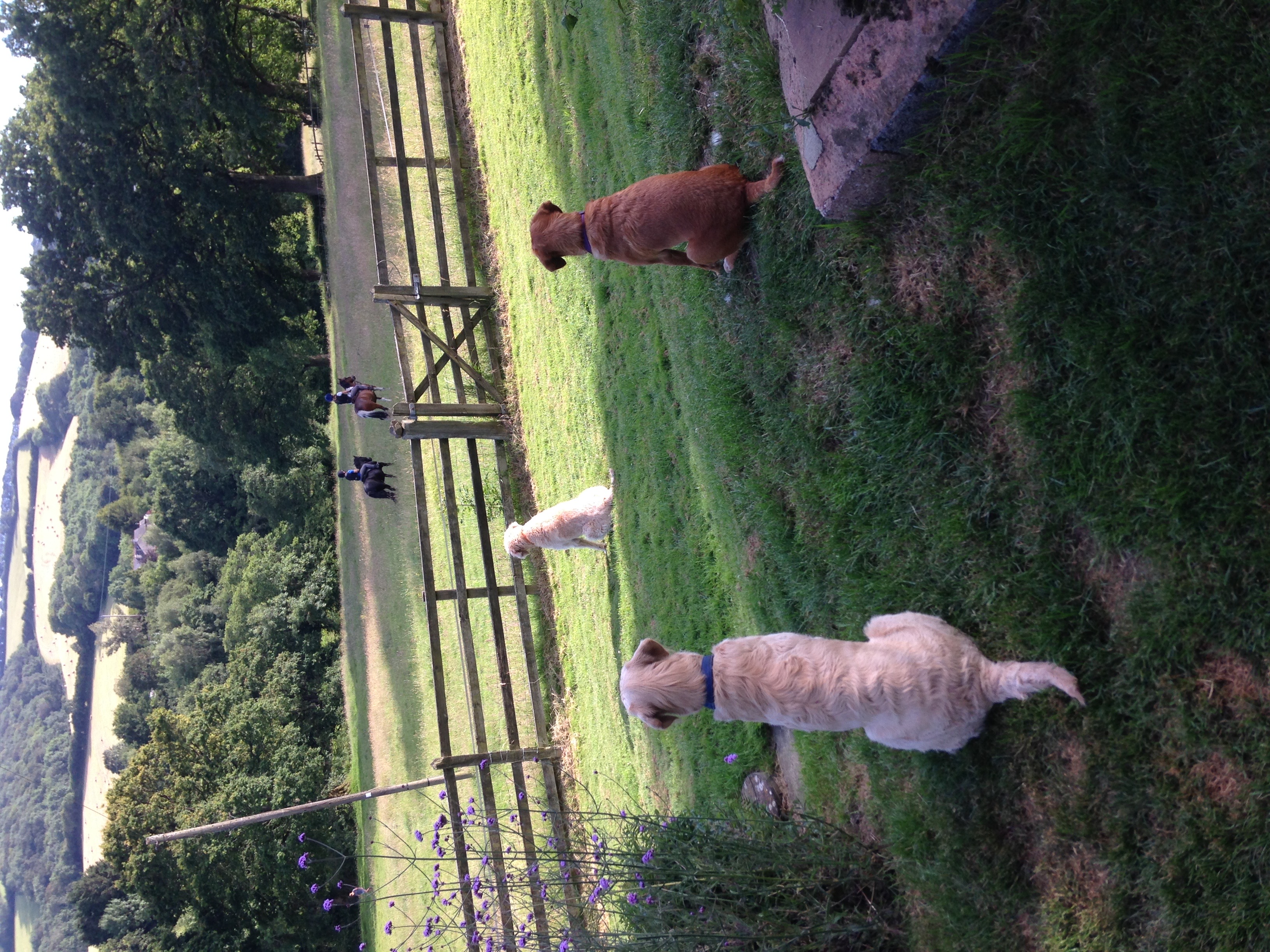 Home Dog Boarding Dog Daycare No Kennels Exeter, Devon