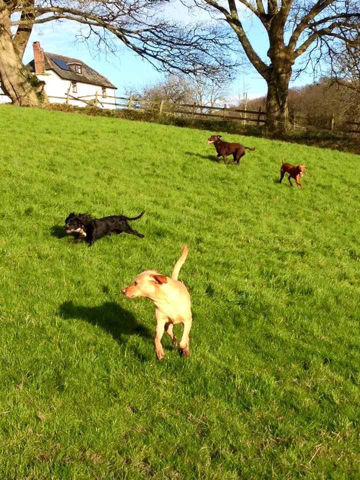 Home Dog Boarding Dog Daycare No Kennels Exeter, Devon