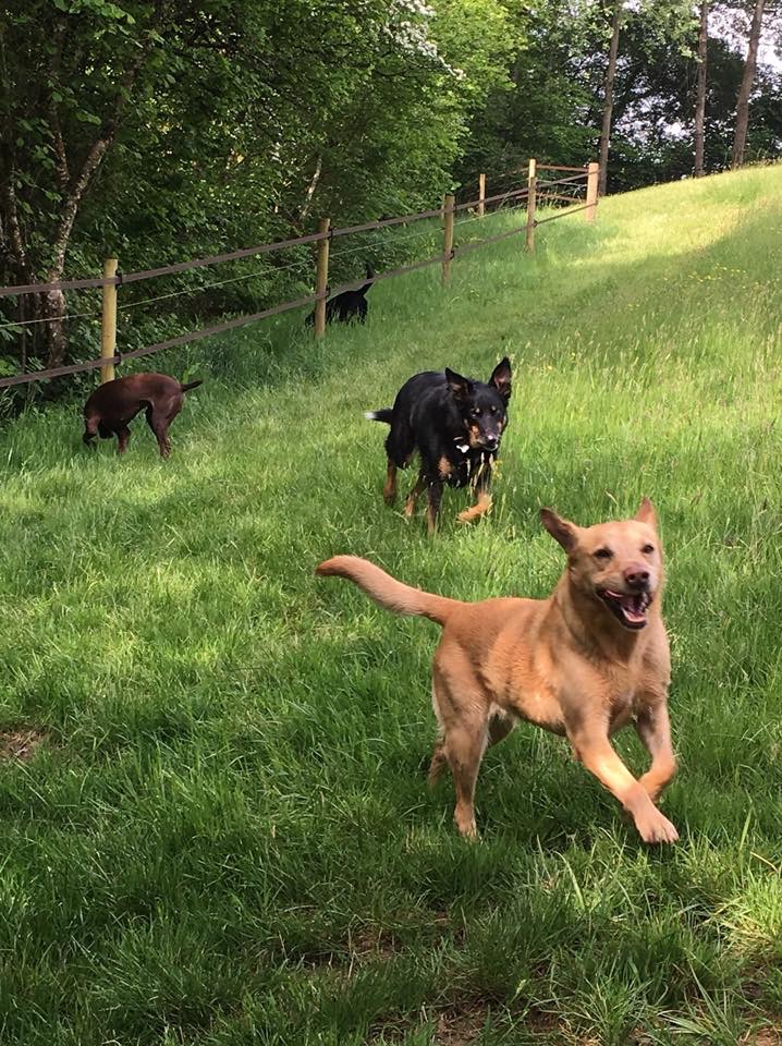 Home Dog Boarding Dog Daycare No Kennels Exeter, Devon