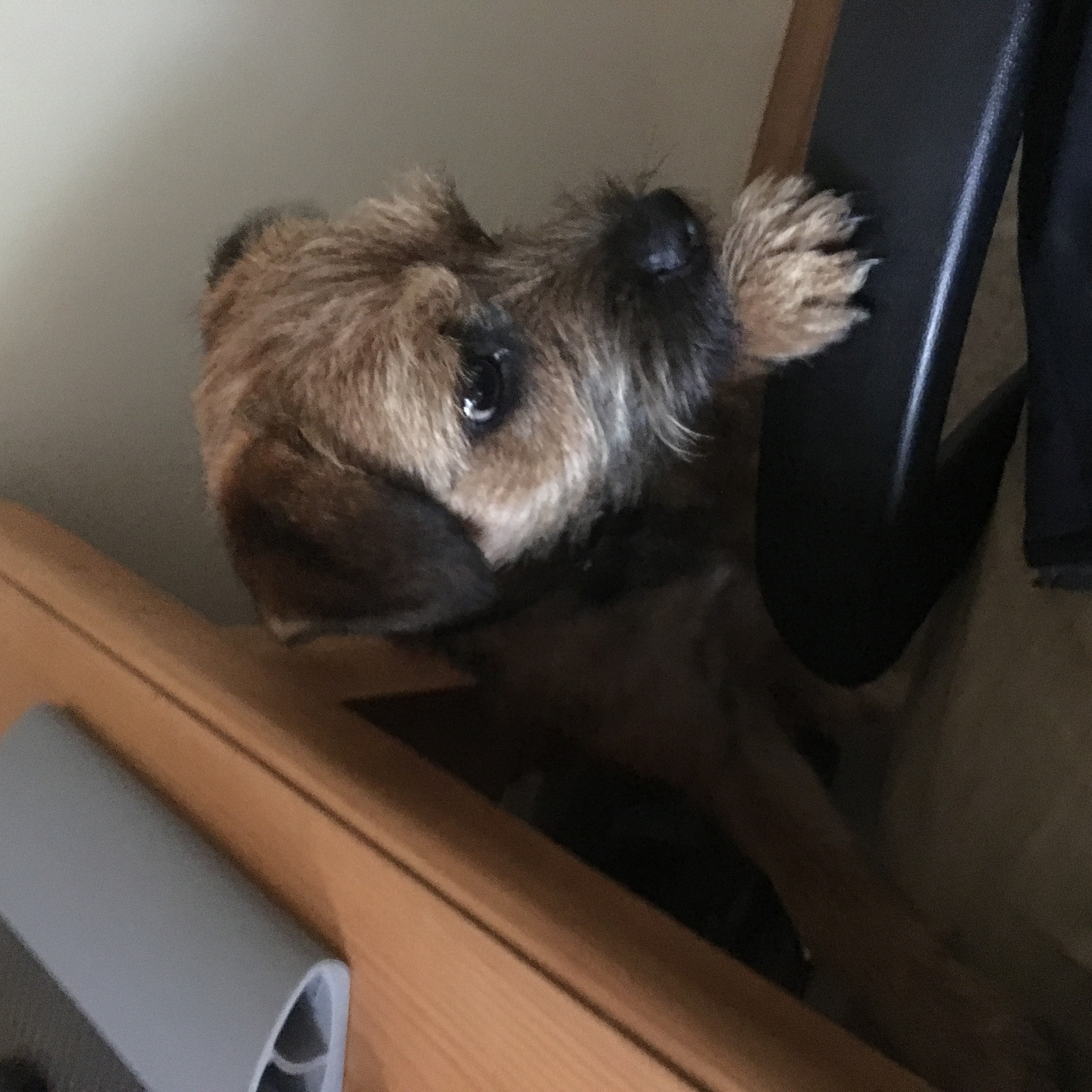 Home Dog Boarding Dog Daycare No Kennels Exeter, Devon