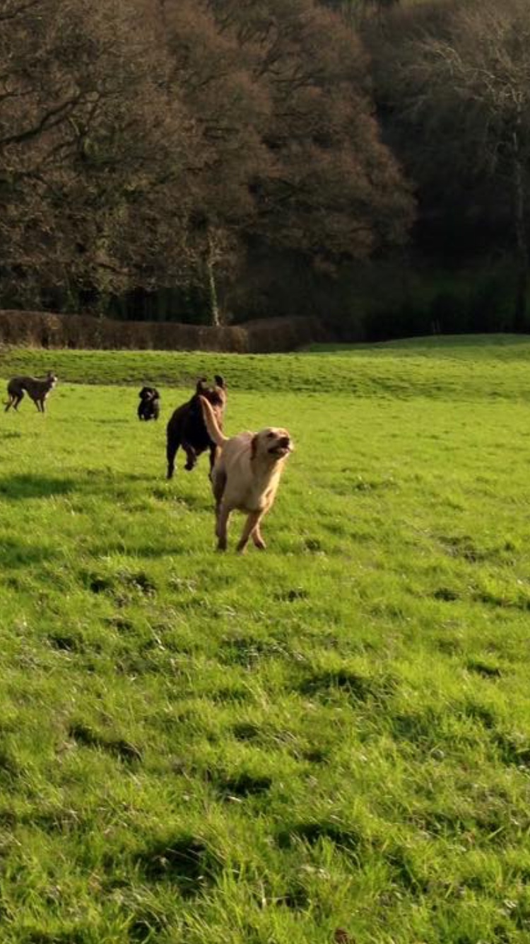 Home Dog Boarding Dog Daycare No Kennels Exeter, Devon