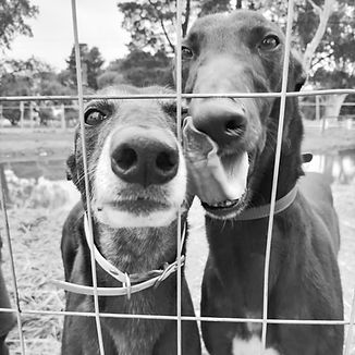 Greyhound Bootcamp Melbourne