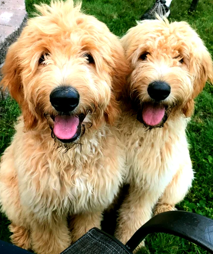 Goldendoodle at Bittersweet Goldendoodles farm, Newport NH, photo 15