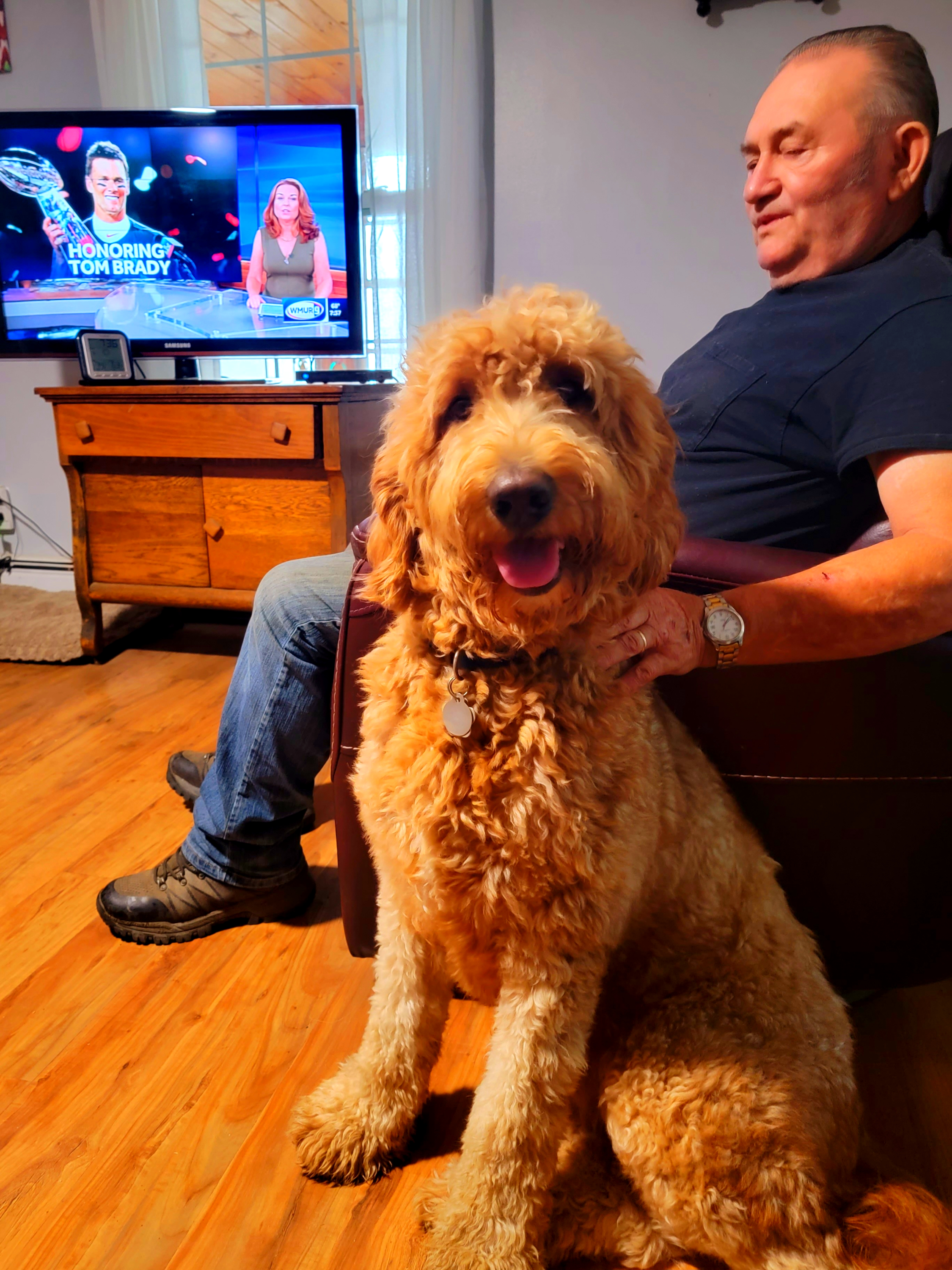Goldendoodle at Bittersweet Goldendoodles farm, Newport NH, photo 1