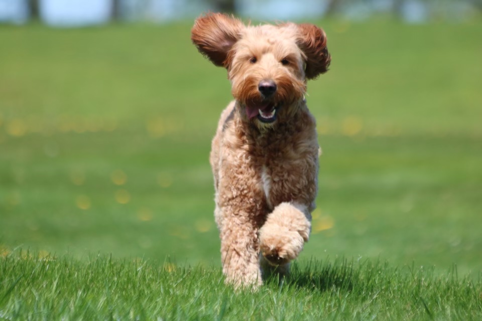 Goldendoodle at Bittersweet Goldendoodles farm, Newport NH, photo 2