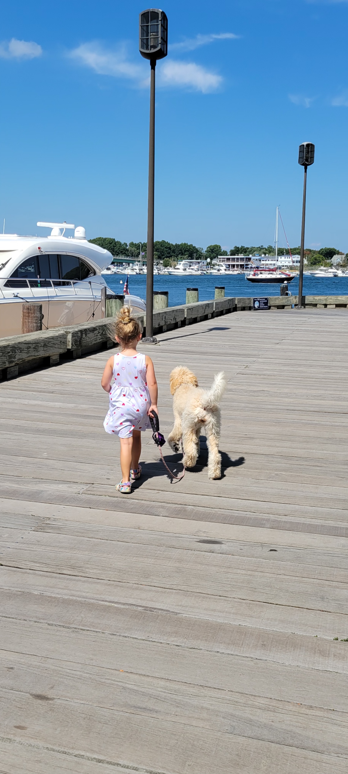 Goldendoodle at Bittersweet Goldendoodles farm, Newport NH, photo 14
