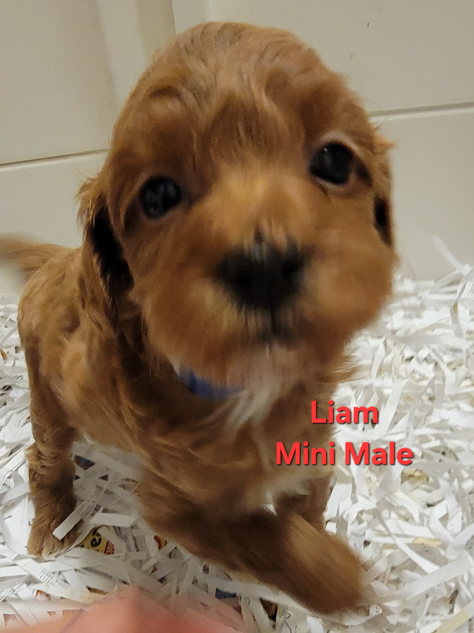 Mini Goldendoodle puppy Liam at Bittersweet Goldendoodles, Newport NH