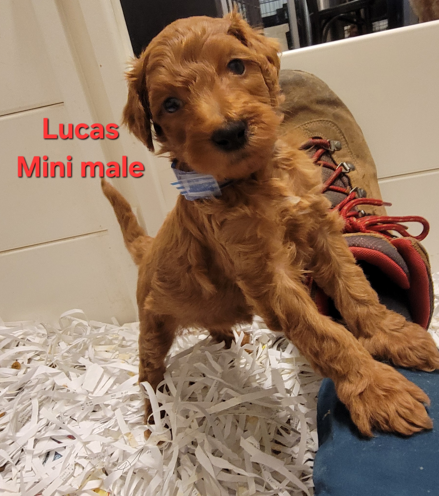 Mini Goldendoodle puppy Lucas at Bittersweet Goldendoodles, Newport NH