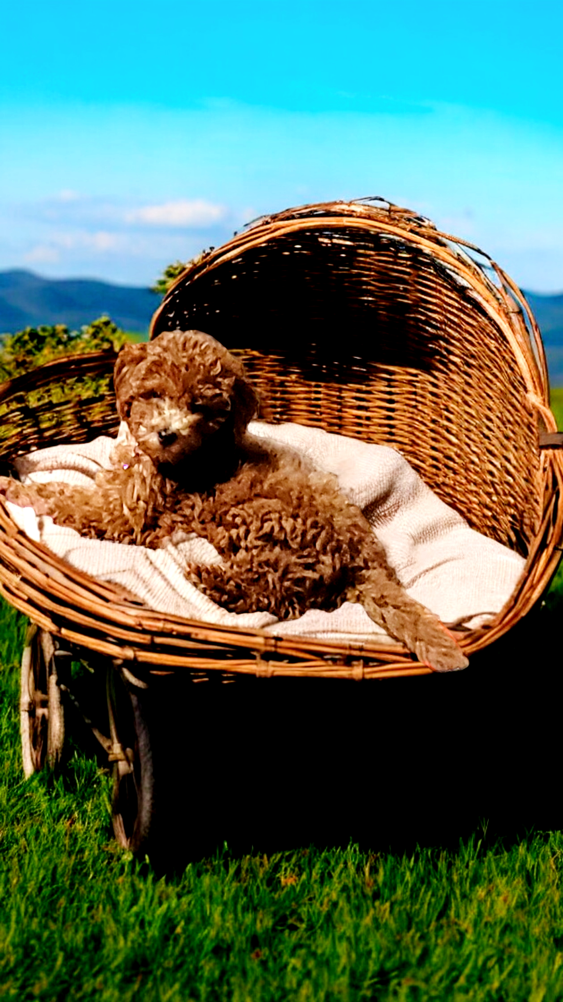 Goldendoodle at Bittersweet Goldendoodles farm, Newport NH, photo 16