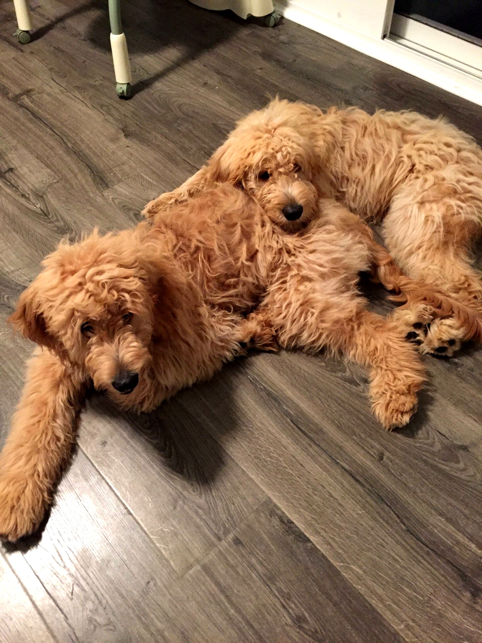 Goldendoodle at Bittersweet Goldendoodles farm, Newport NH, photo 6
