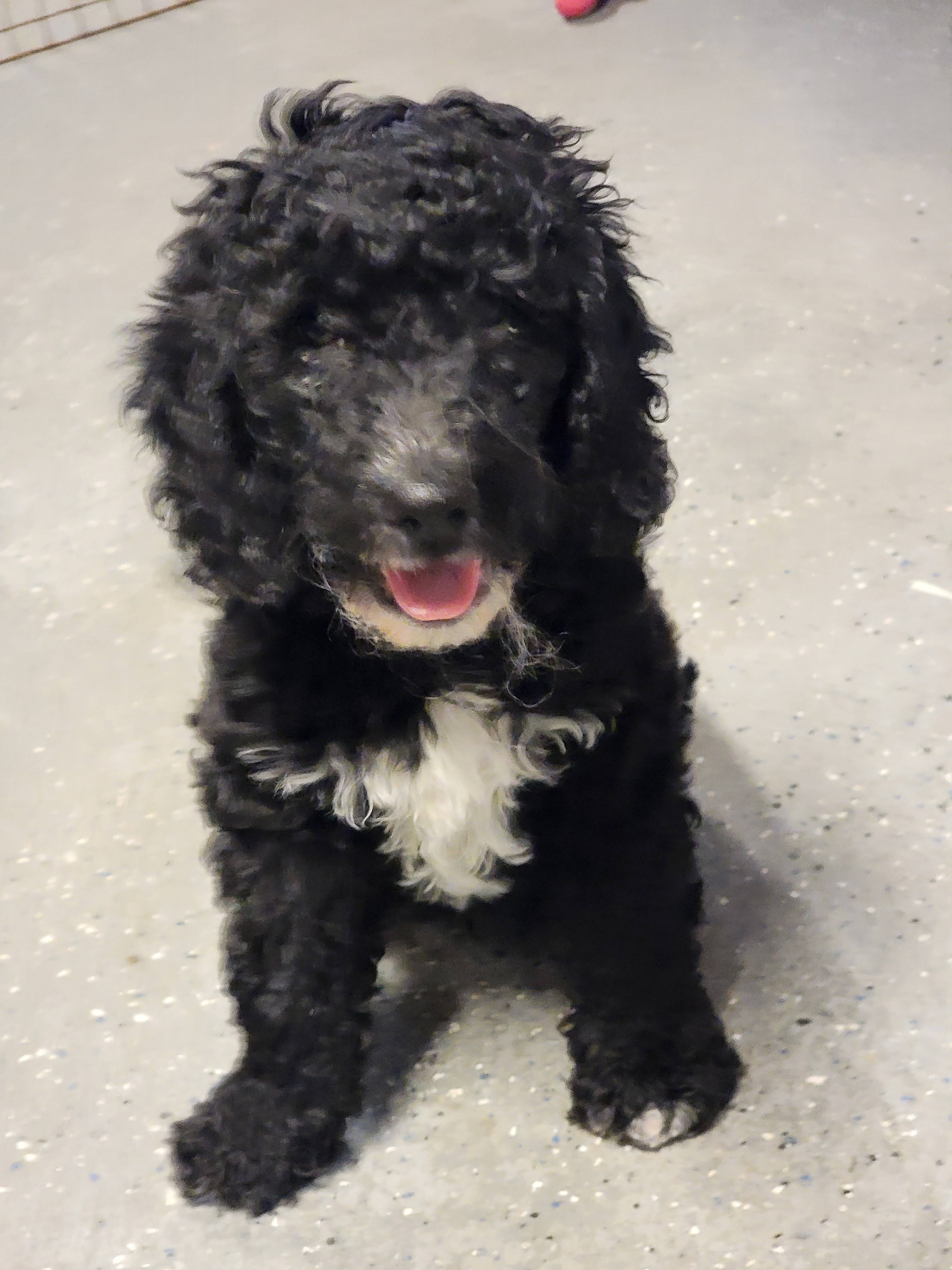 Bittersweet Goldendoodles logo