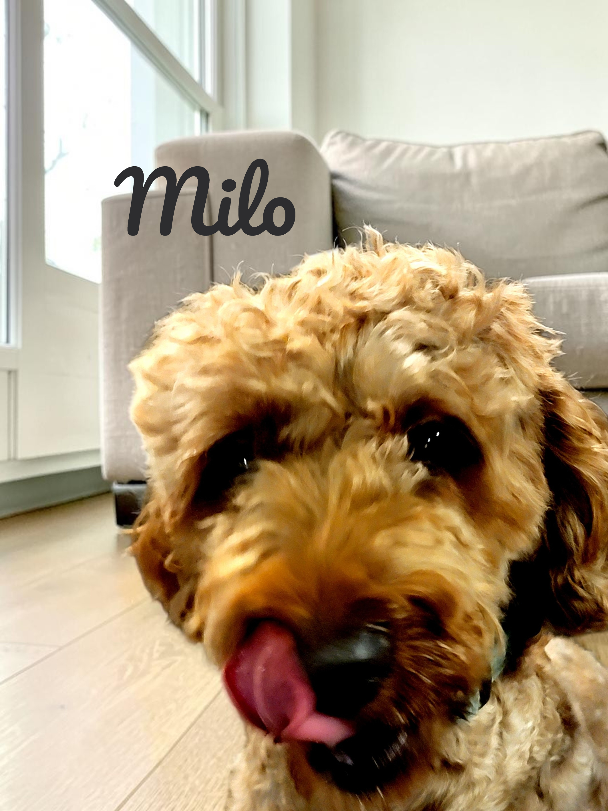 More photos of Goldendoodle puppy Liam, photo 3
