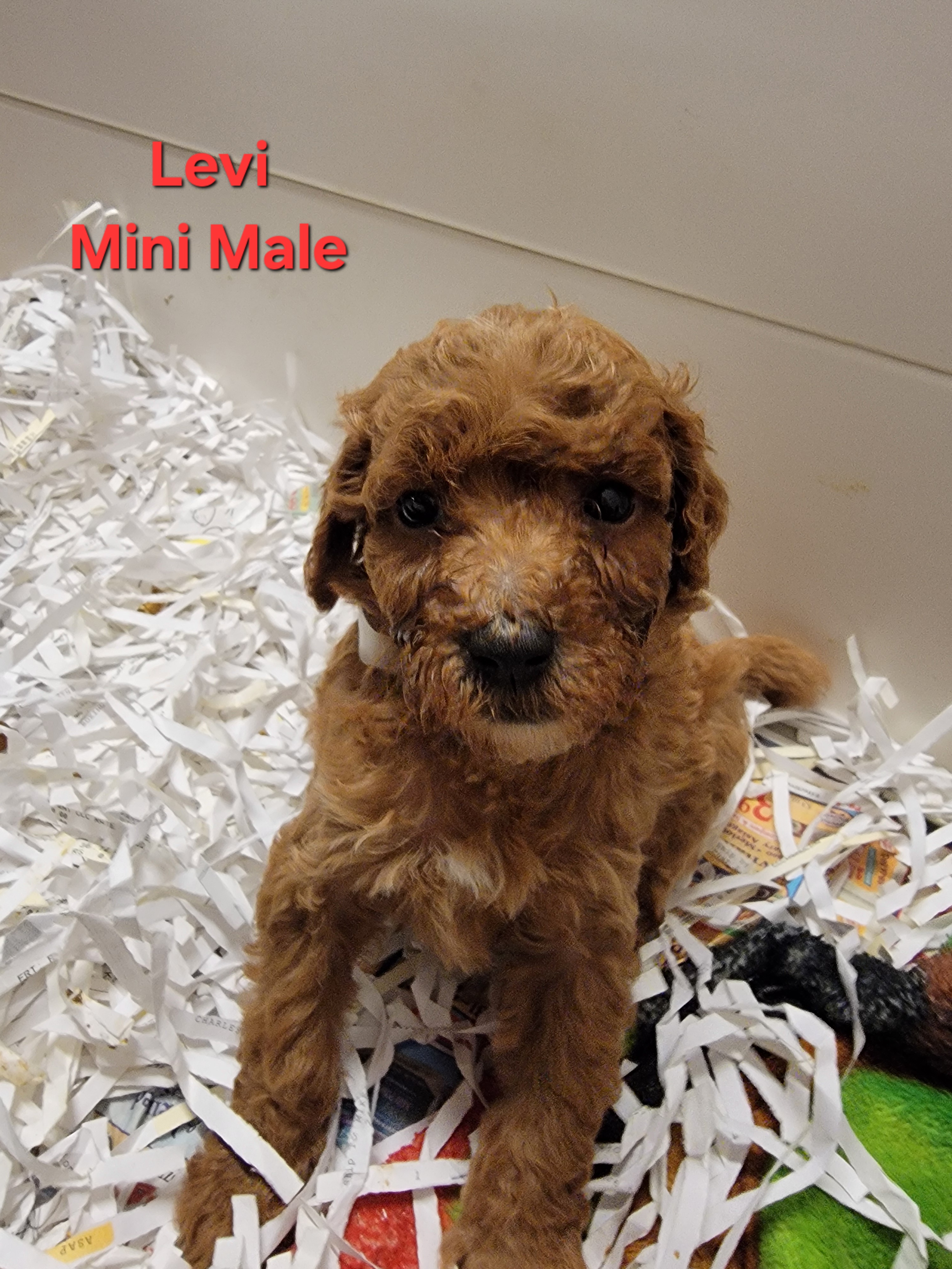 Mini Goldendoodle puppy Levi at Bittersweet Goldendoodles, Newport NH