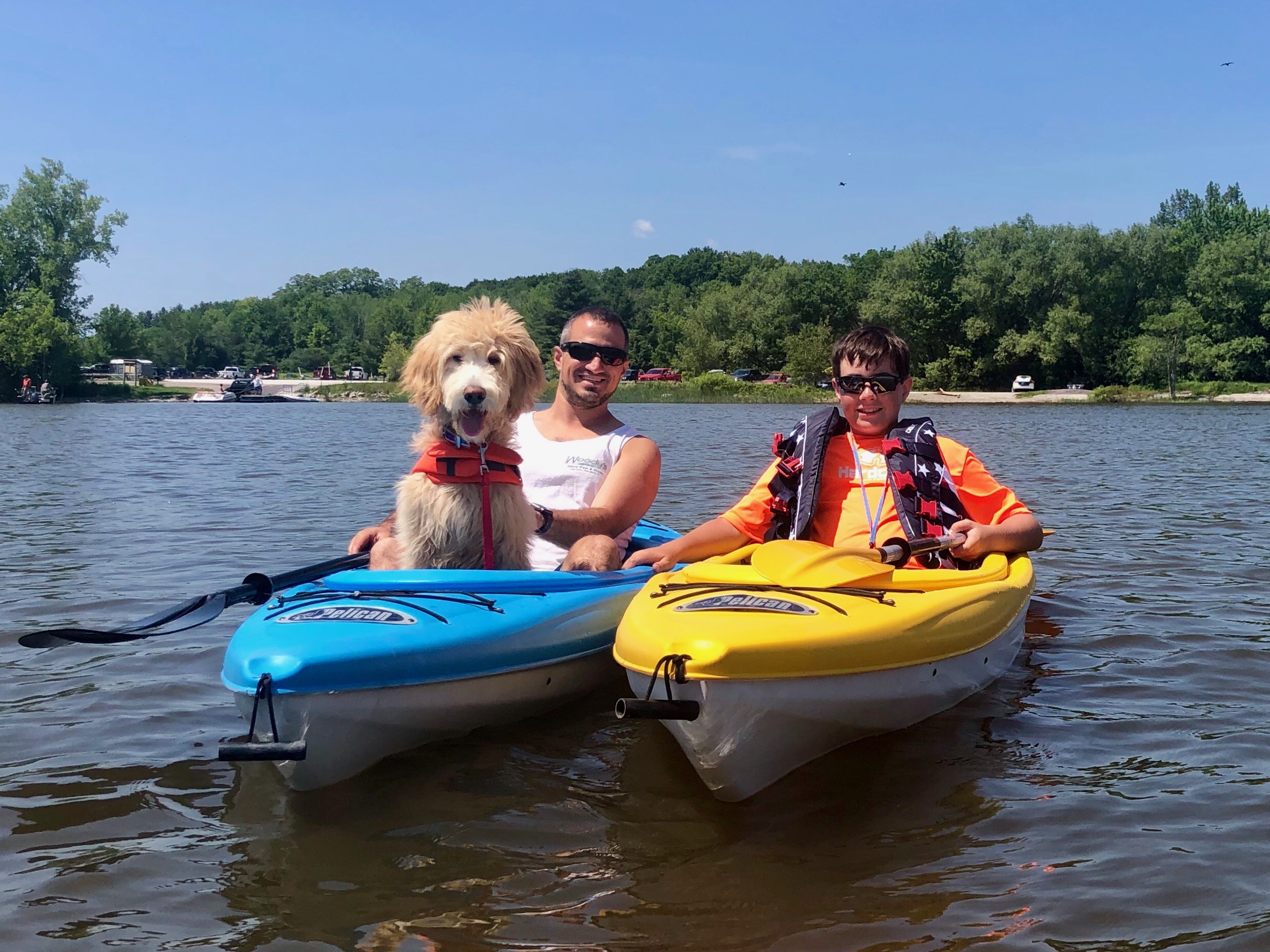 Goldendoodle at Bittersweet Goldendoodles farm, Newport NH, photo 13