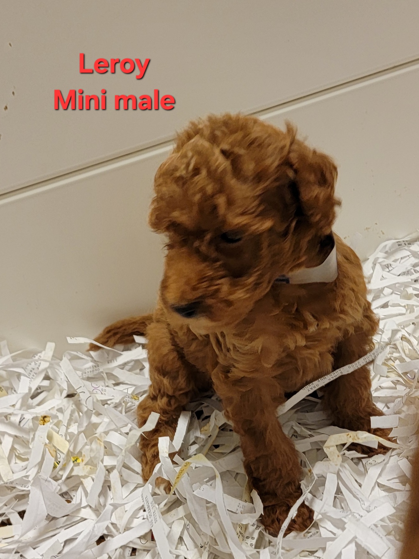 Mini Goldendoodle puppy Leroy at Bittersweet Goldendoodles, Newport NH