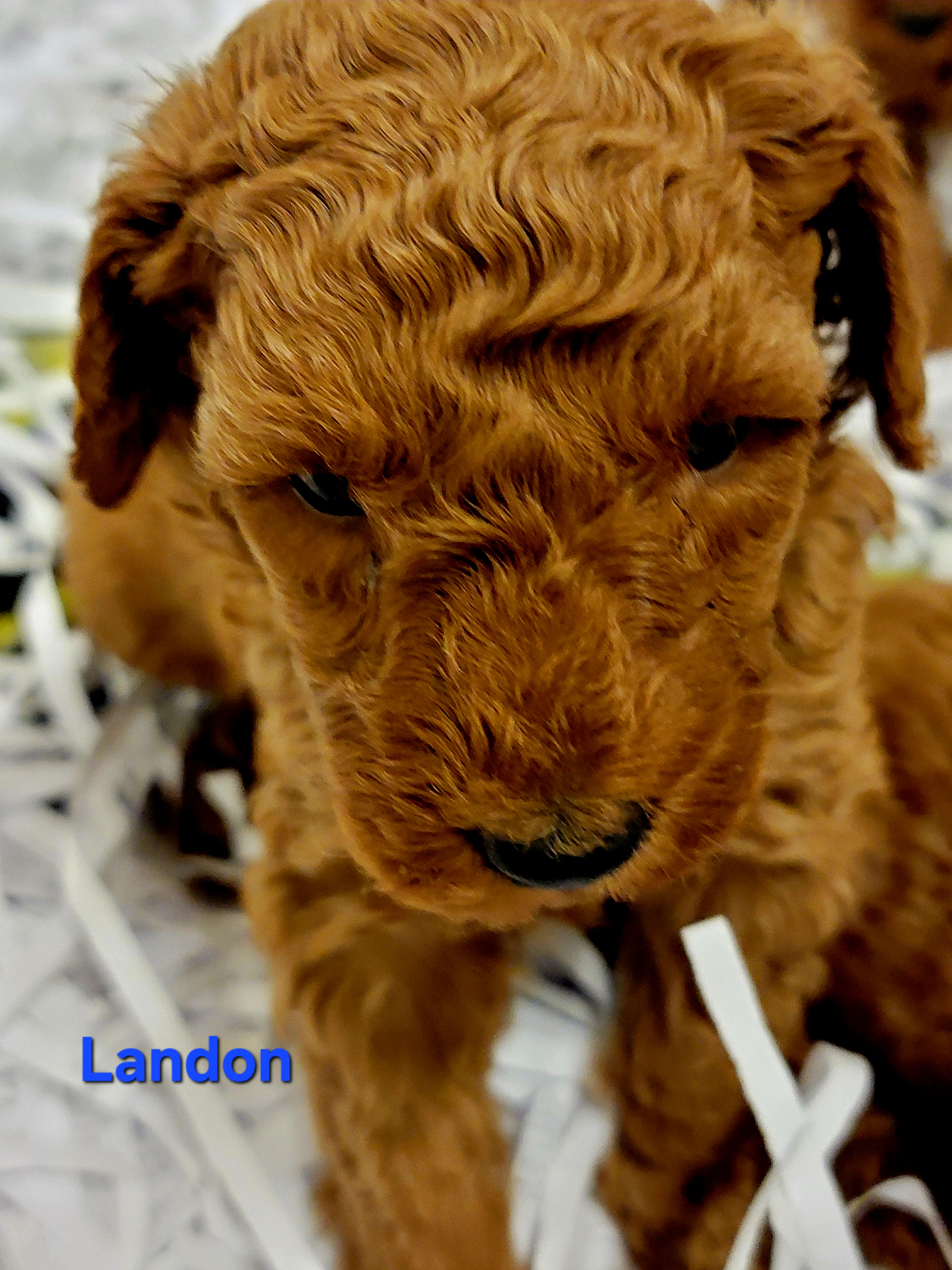 Mini Goldendoodle puppy Landon at Bittersweet Goldendoodles, Newport NH