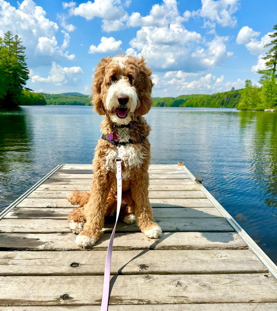 Goldendoodle at Bittersweet Goldendoodles farm, Newport NH, photo 3
