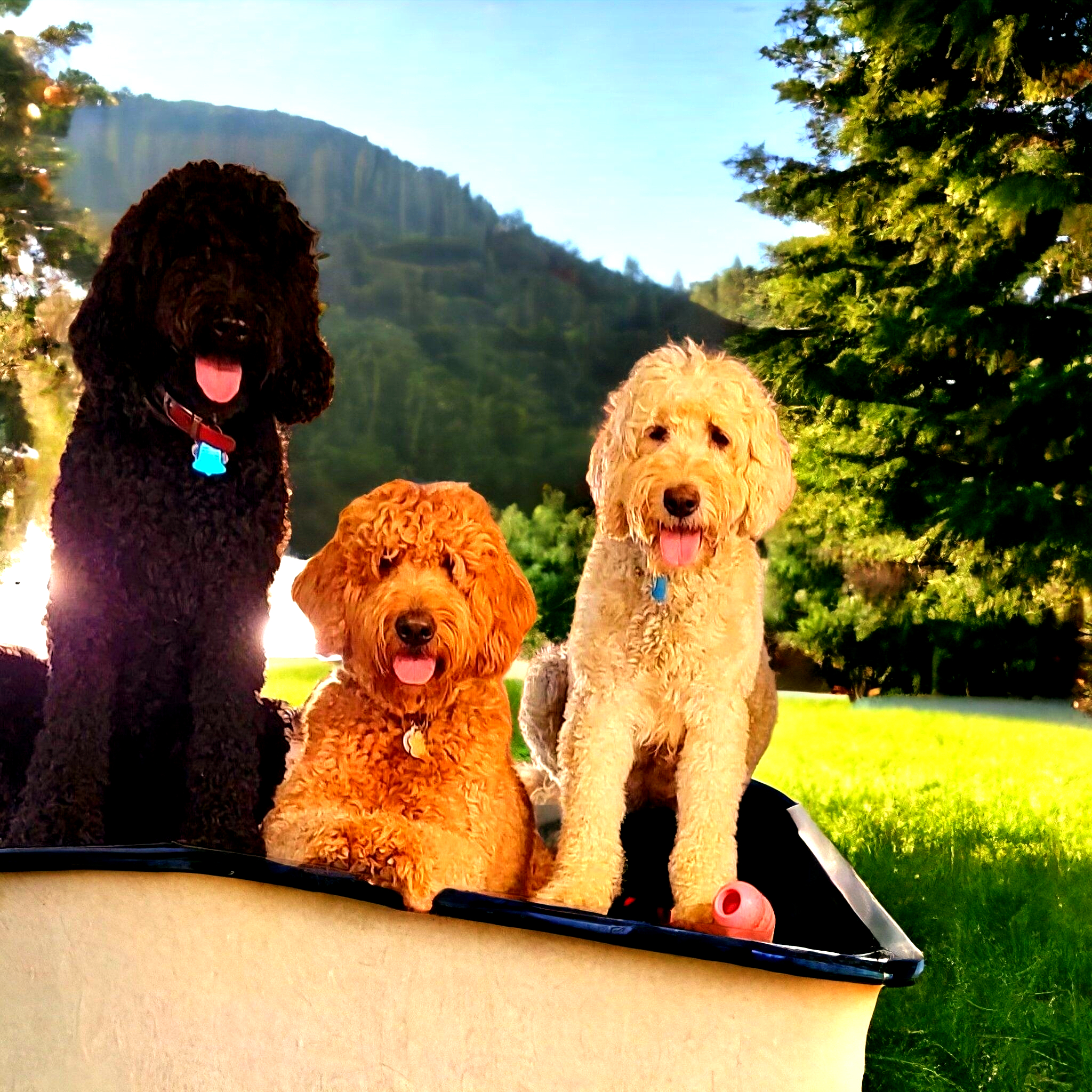 Goldendoodle at Bittersweet Goldendoodles farm, Newport NH, photo 9