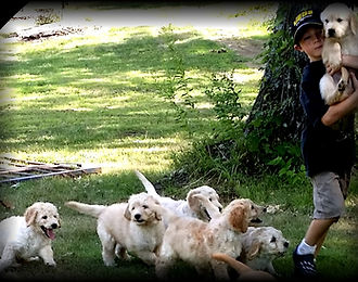 Puppies playing w grandchildren.jpg