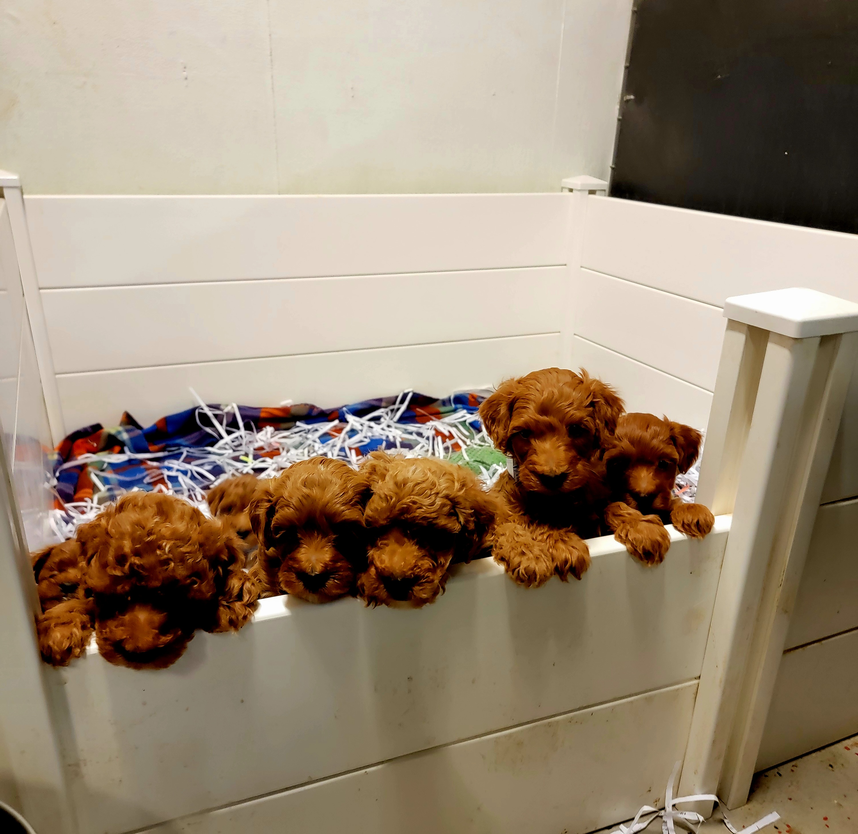 Mini Goldendoodle puppies from the Bittersweet Goldendoodles litter