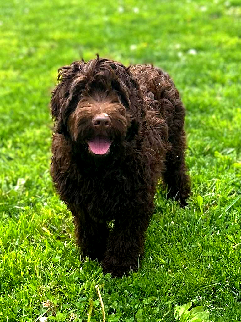 Goldendoodle at Bittersweet Goldendoodles farm, Newport NH, photo 11