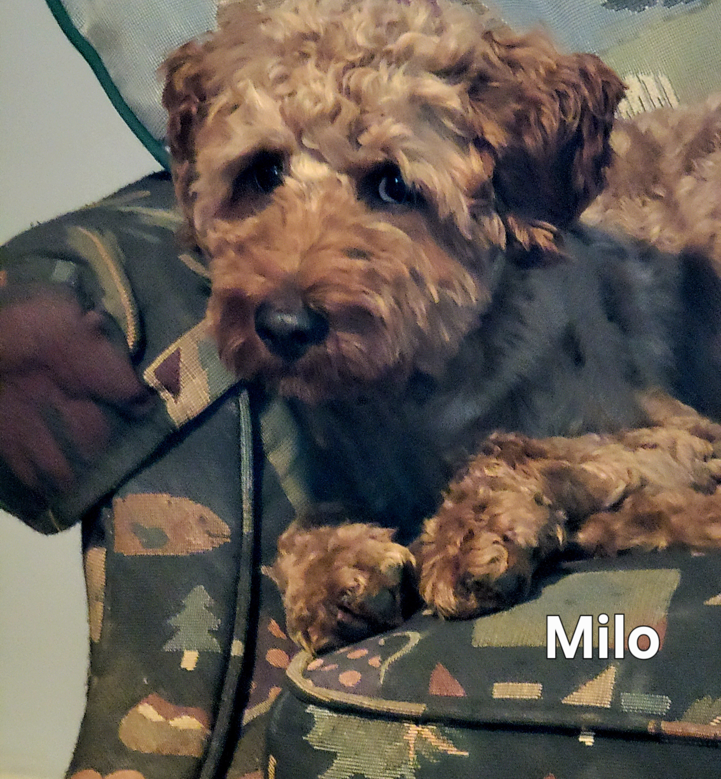 More photos of Goldendoodle puppy Levi, photo 3