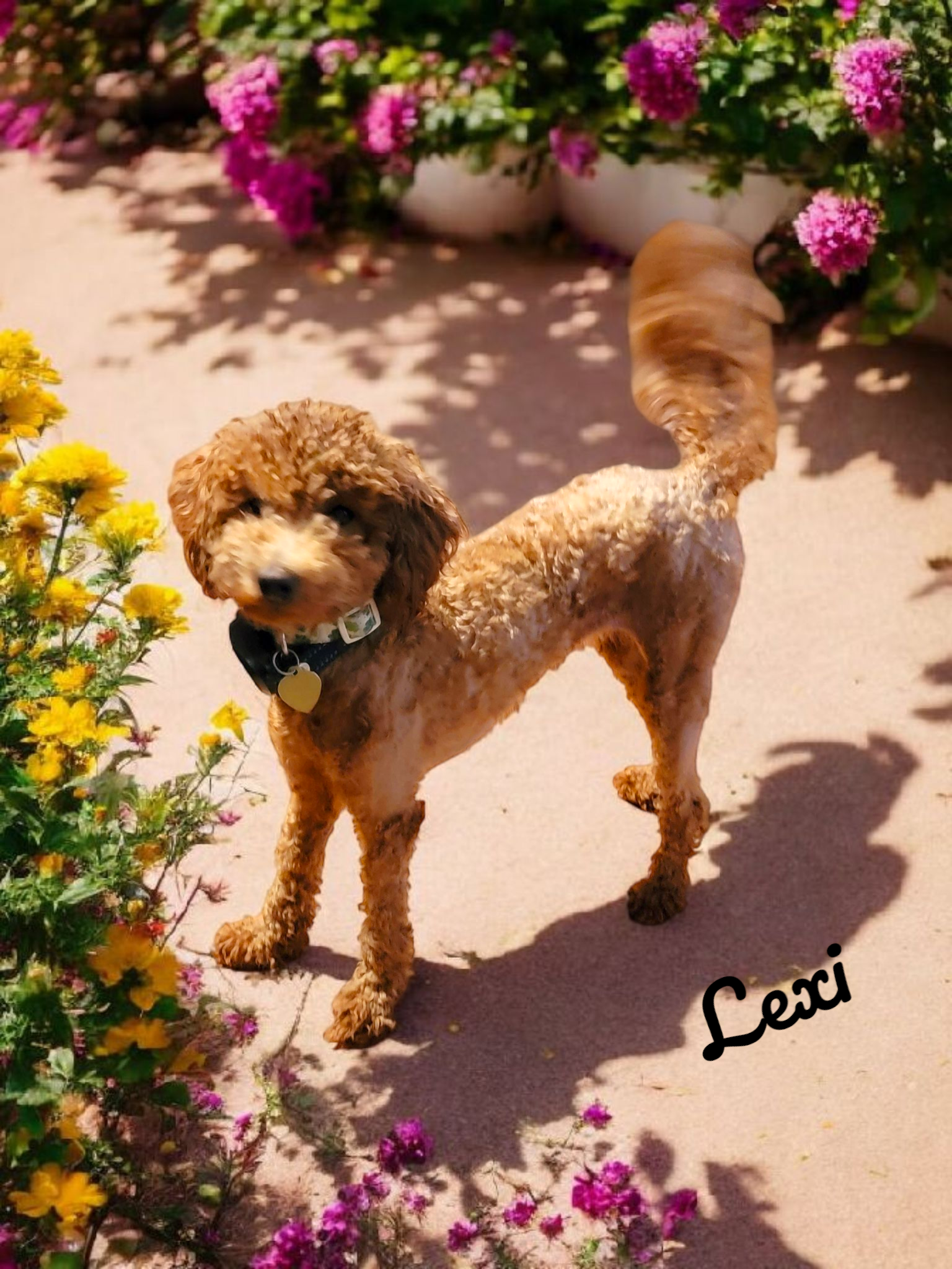 More photos of Goldendoodle puppy Levi, photo 2