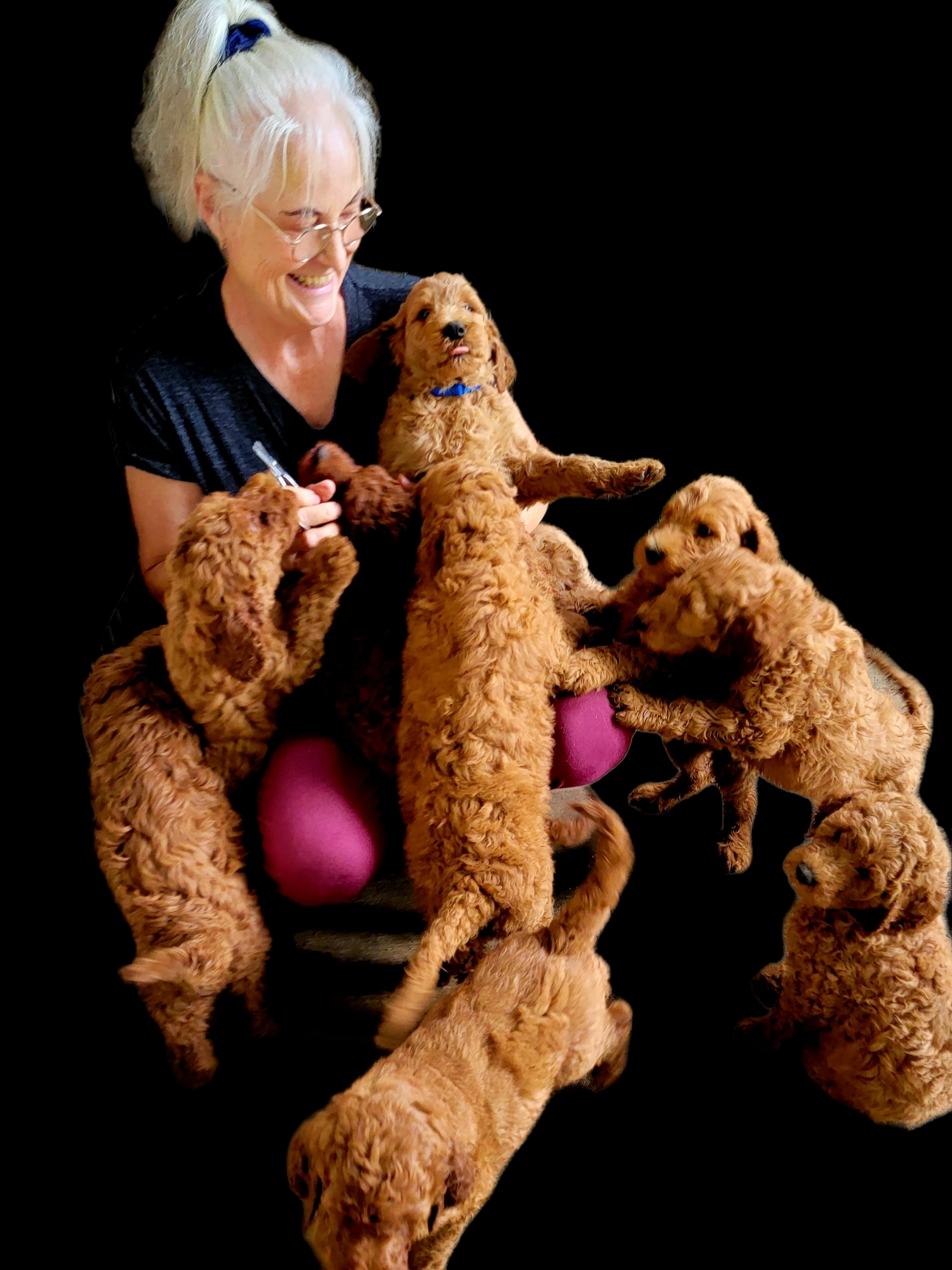 Goldendoodle puppy at Bittersweet Goldendoodles farm in Newport, New Hampshire