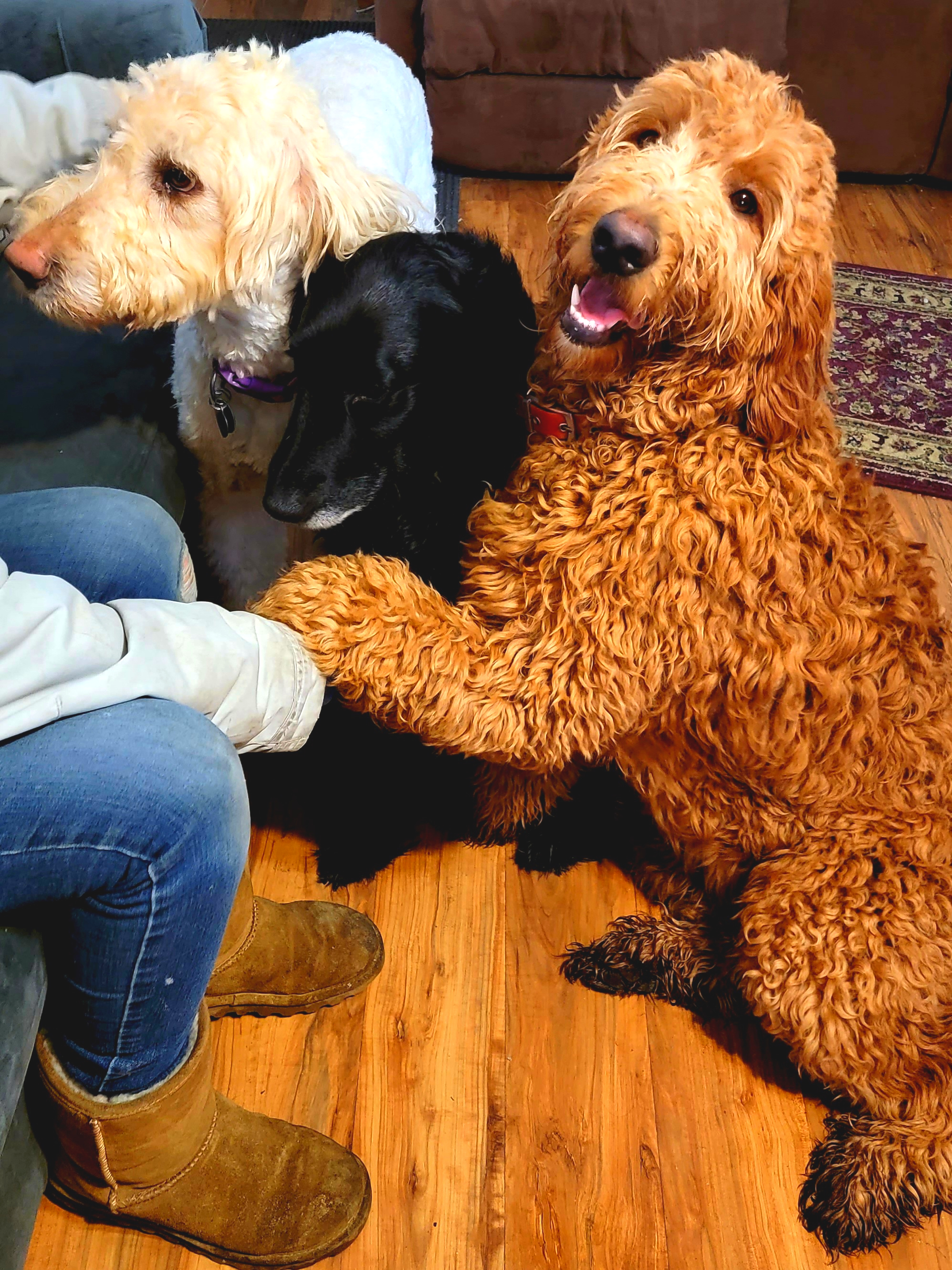 Goldendoodle at Bittersweet Goldendoodles farm, Newport NH, photo 5