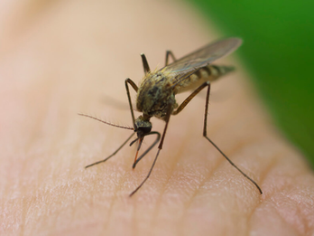 Toma de decisiones basada en evidencia para la eliminación de la malaria: aplicación del marco estadístico Freedom From Infection en 5 países en proceso de eliminación de la malaria