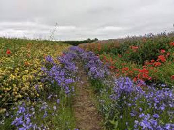 naturescape.jpeg