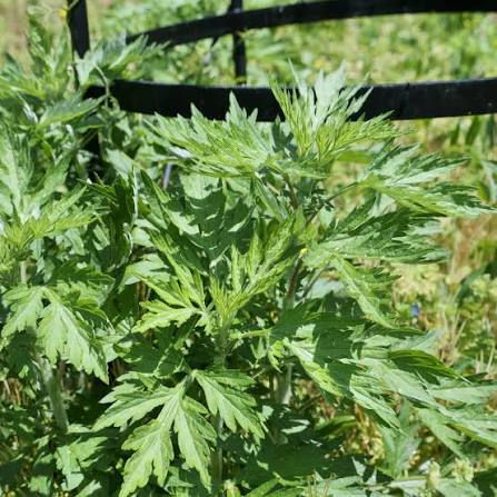 green leaves
