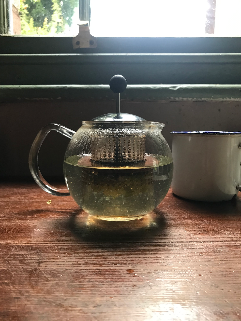 glass teapot with hop infusion