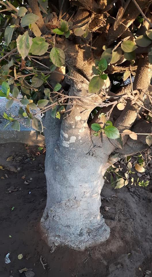 very old, thick trunked treewith some green leaves