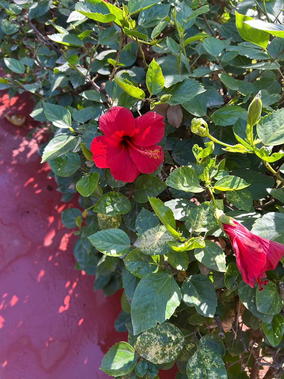 red flowering shrub in sunlight