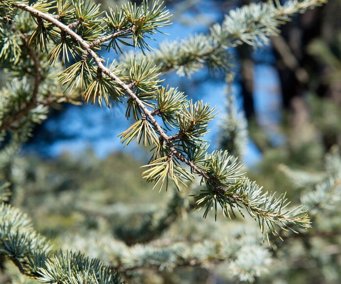 evergreen tree branch with silvery green needle against ble sky