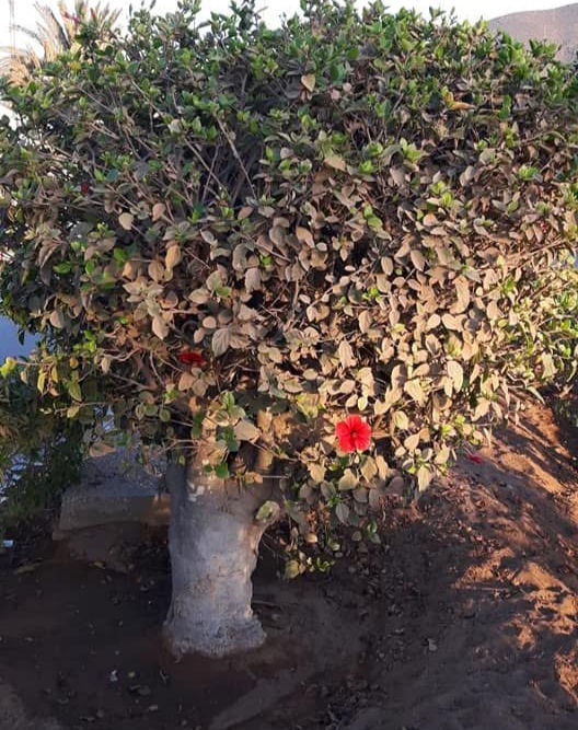 old tree with discoloured green leaves, thick trunk and red flower