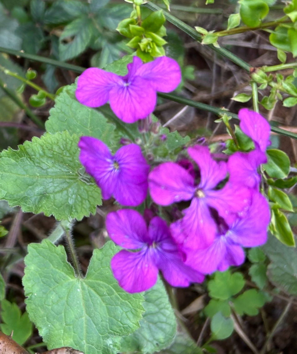 purple flowers against green leaves 