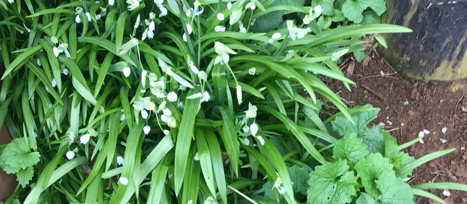 Foraging Three-cornered Leeks & Reicpes