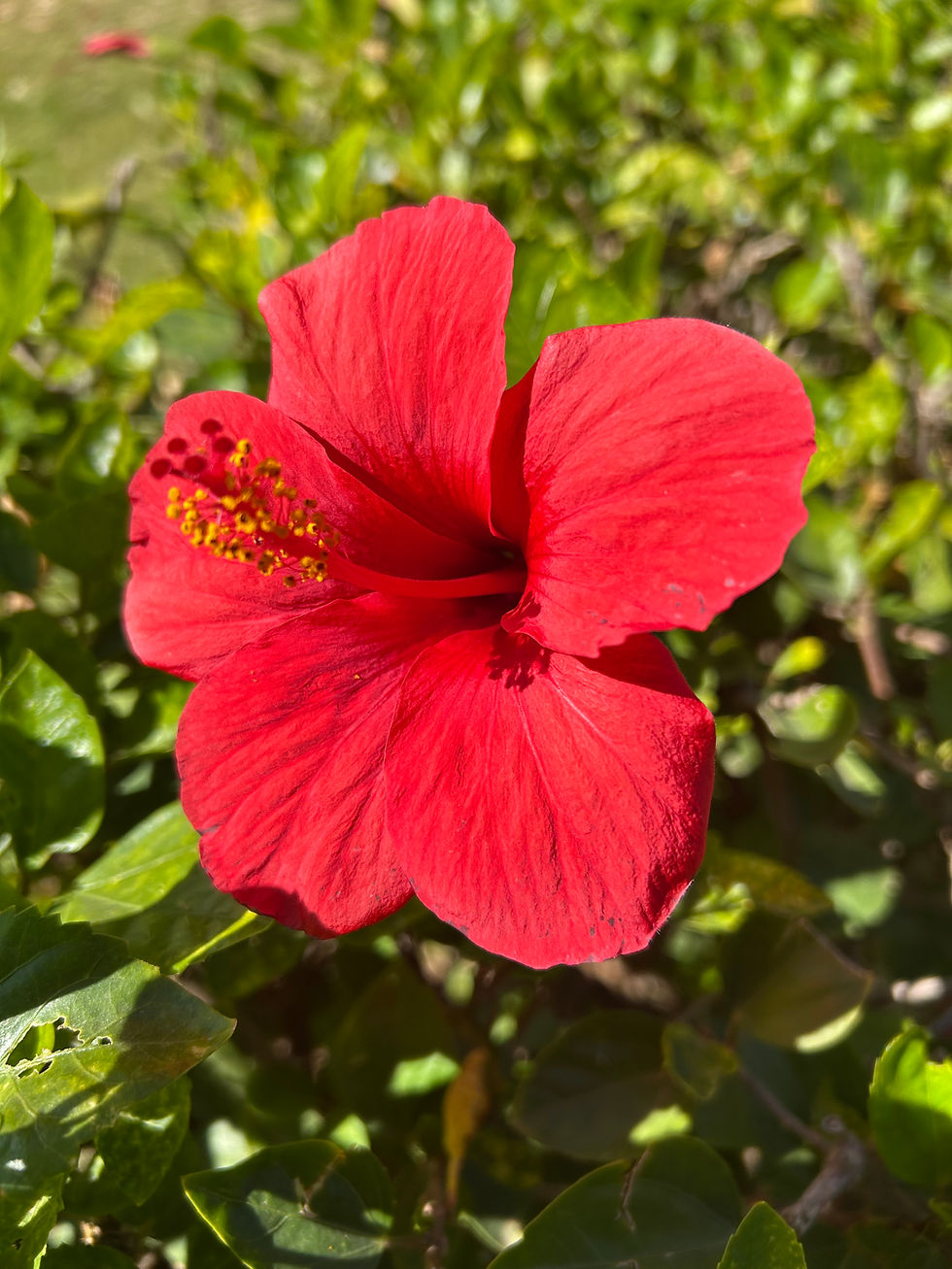 large red flower against green leafy background